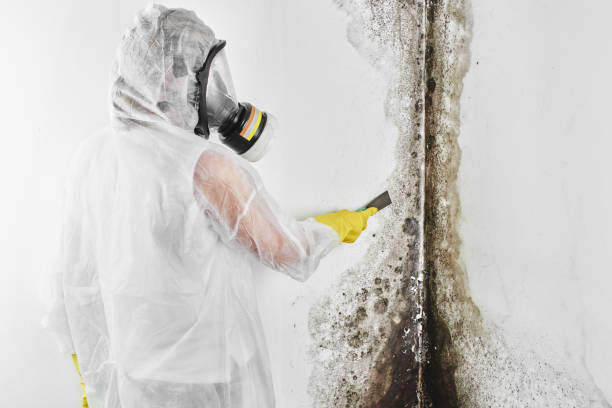 Best Mold Testing  in Walker, MI