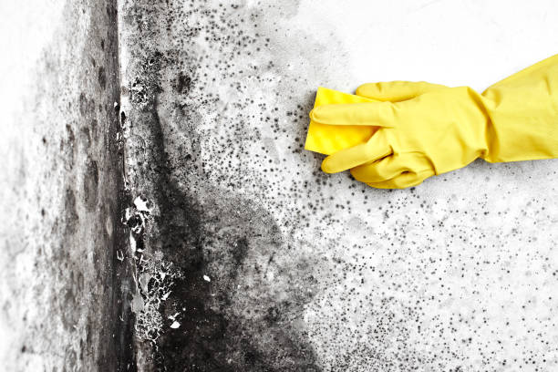 Best Black Mold Removal  in Walker, MI