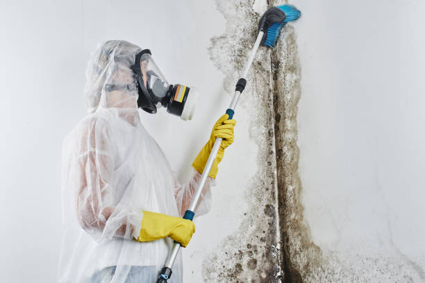 Best Mold Damage Repair  in Walker, MI
