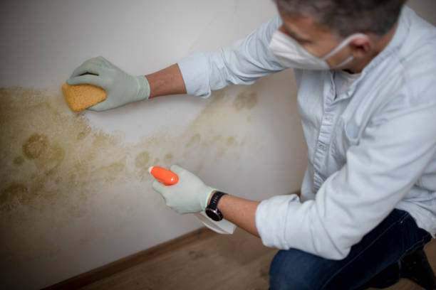 Best Office Mold Removal Services  in Walker, MI