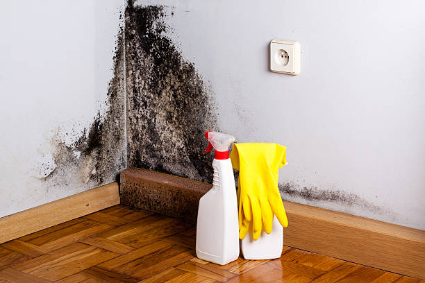 Best Certified Mold Removal  in Walker, MI