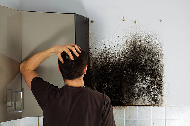 Best Toxic Mold Removal  in Walker, MI