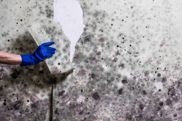Best Emergency Mold Removal  in Walker, MI